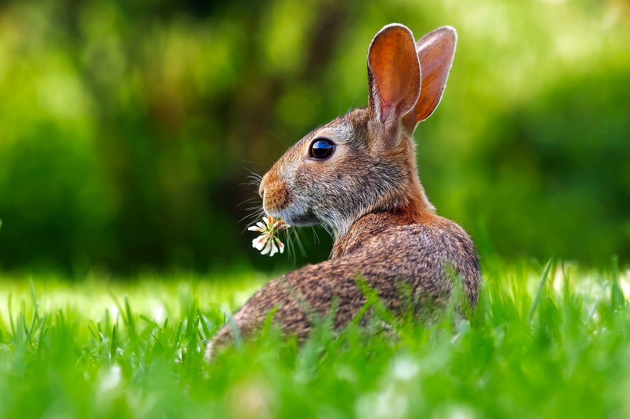 Quelle: https://pixabay.com/images/id-1903016/ (lizenzfrei)